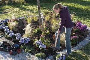 Planting a perennial bed with grasses and tulip bulbs (3/6)