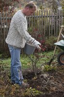 Man plants Japanese fan maple in bed