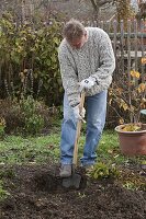 Man planting witch hazel (1/6)