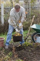 Man planting witch hazel