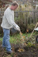 Man plants witch hazel (4/6)