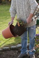 Man plants Japanese fan maple in the bed