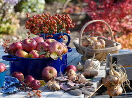 Table with apples (Malus) and rosehips (Rosa) in blue containers