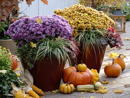 Chrysanthemum 'Kifix' rosa, 'Ruma' bronce (Herbstchrysanthemen), Carex