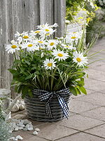 Leucanthemum 'White Mountain' (daisy) in basket