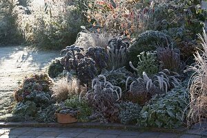 Überfrorenes Herbstbeet mit Stauden und Gräsern