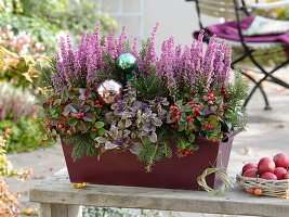 Autumn box with Erica gracilis 'Christine' (potferica), Gaultheria procumbens