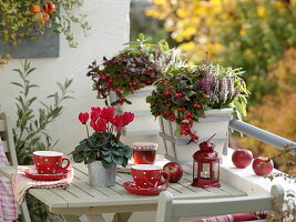 Herbstlicher Balkon: Gaultheria (Scheinbeere), Calluna Twin Girls