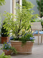 Corking spindle shrub through the seasons