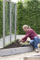 Creating trapezoidal beds as a vegetable and herb garden