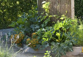 Creating trapezoidal beds as a vegetable and herb garden