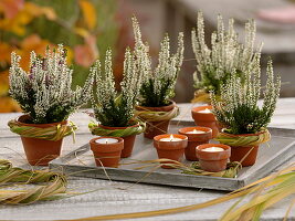 Calluna 'Alicia' (bud-flowering broom heather) and white candles