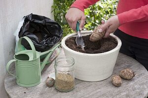 Planting giant taro bulb (1/2)