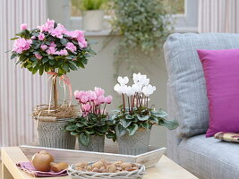 Cyclamen (Alpenveilchen) und Rhododendron simsii (Zimmerazalee)