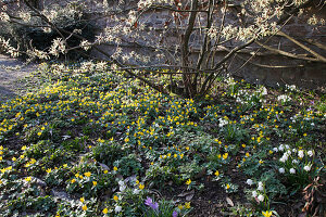 Eranthis hyemalis (Winterlinge), Leucojum vernum (Märzbecher) und Crocus (Krokusse) unter Hamamelis 'Pallida' (Zaubernuss)