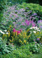 Blue-violet bed: Veronicastrum virginicum syn Veronica virginica