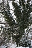 Großer Baum bewachsen mit Hedera (Efeu)