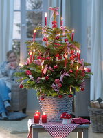 Small Abies nordmanniana (Nordmann fir) decorated with toadstools