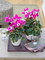 Cyclamen 'Fleur en Vogue' (Pinwheel Cyclamen)