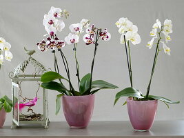 Phalaenopsis (Malay flower, butterfly orchid) in glass pots