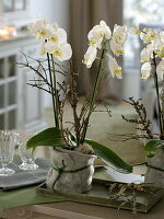 Phalaenopsis (Malayenblume, Schmetterlingsorchidee) in Filz-Verkleidung