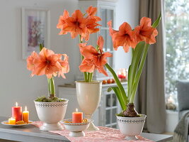 Hippeastrum 'Orange Souvereign' (Amaryllis) in white cups