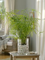 Cyperus alternifolius (Cyprus grass) in glass with pebbles