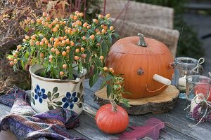 Capsicum 'Samba' (ornamental pepper) with orange fruits in jug