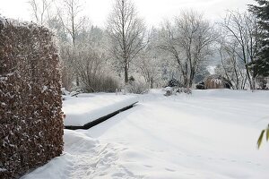 Verschneiter Garten mit Hecke aus Carpinus