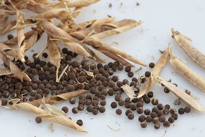 Seeds of Lathyrus odoratus (sweet pea)