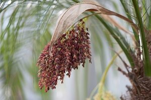 Flower of Phoenix roebelenii (dwarf date palm)