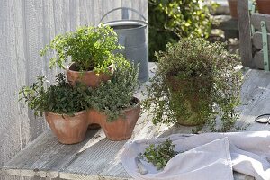 Savory (Satureja), anthriscus (chervil), lemon thyme