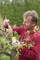 Geißfußveredelung zum Umveredeln eines alten Apfelbaumes