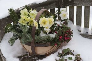 Basket with Helleborus niger, Gaultheria