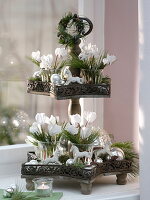 Star shelves christmassy with cyclamen