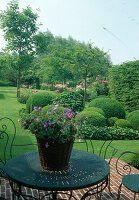 Formal garden with Buxus (boxwood balls), Hedera helix (ivy), Rosa (roses), hedge, deciduous trees, lawn