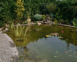 Teich mit Seerosen und Sumpfpflanzen
