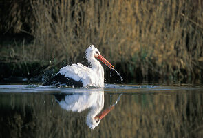 White stork bathing with fluffed plumage (Ciconia ciconia), Germany