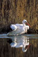 White Stork bathing, Ciconia ciconia, Germany