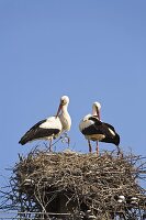 White Storks on the nest, Ciconia ciconia, Europe