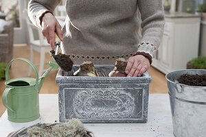 Planting amaryllis in grey box (3/6)