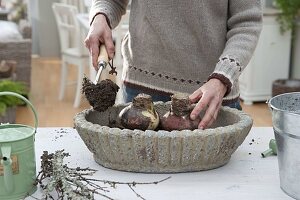 Planting amaryllis in a rustic bowl (2/5)