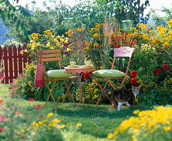 Heliopsis (Sun's Eye), Hemerocallis (Daylilies)