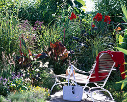 Pennisetum alopecura, Miscanthus, Canna indica (Indian flower cane)