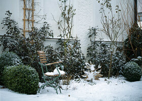 Garten im Winter, Stuhl mit Schnee, Terracottatopf, Hahn, Rosen, Buchs