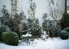 Garden in winter, chair with snow, terracotta pot, rooster, roses, boxwood