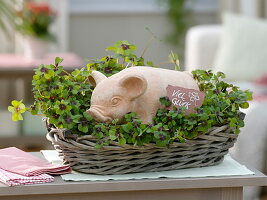 Lucky pig in basket with Oxalis deppei (Lucky clover)