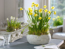 Narcissus cyclamineus 'Tete a Tete' (Narzissen), Muscari armeniacum