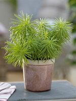 Senecio barbertonicus 'Himalaya' (Greiskraut, Kreuzkraut)