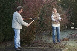 Prune back dogwoods in spring